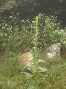 Mullein